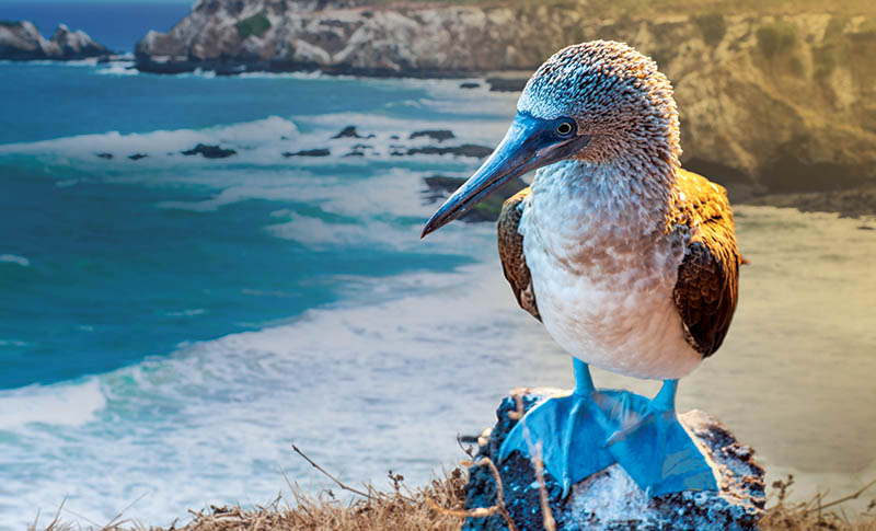 Galapagos Islands & Ecuador, Wildlife, Animals, Nature